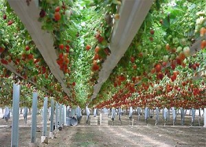 Бизнес по выращиванию клубники